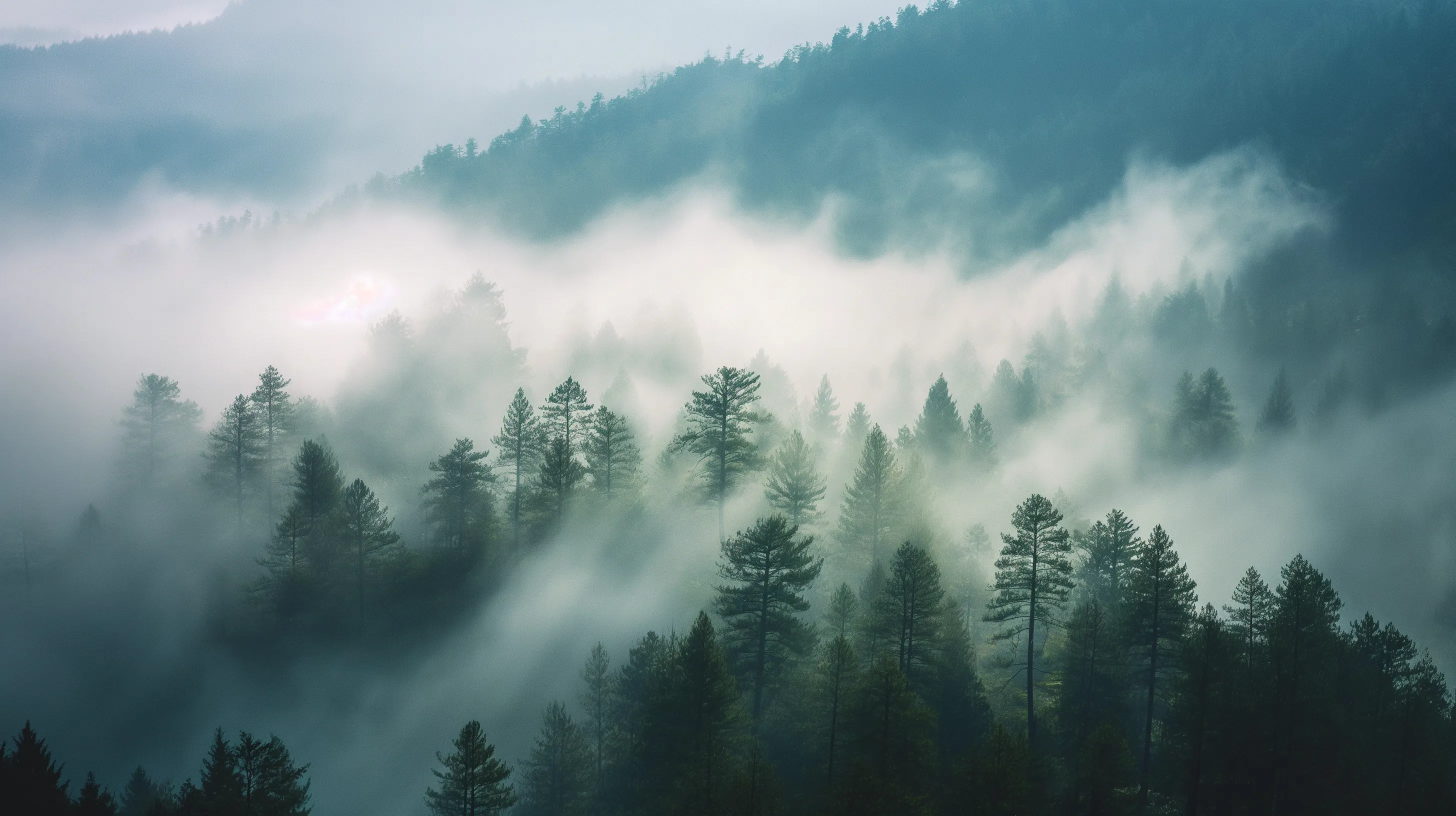 A pine forest fading into morning mist
